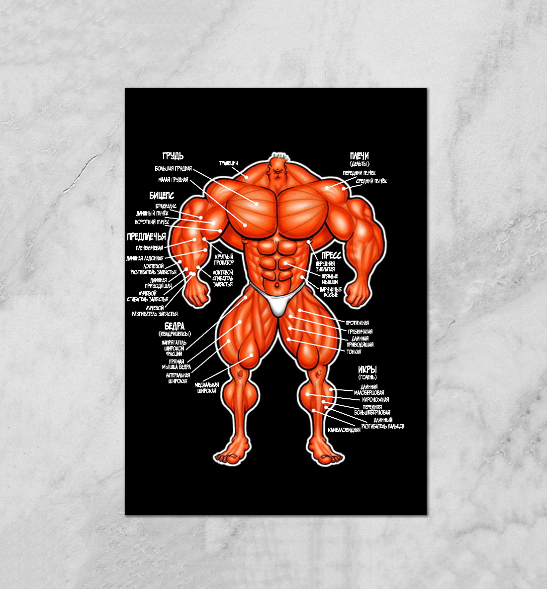 Mhedz Anatomy
