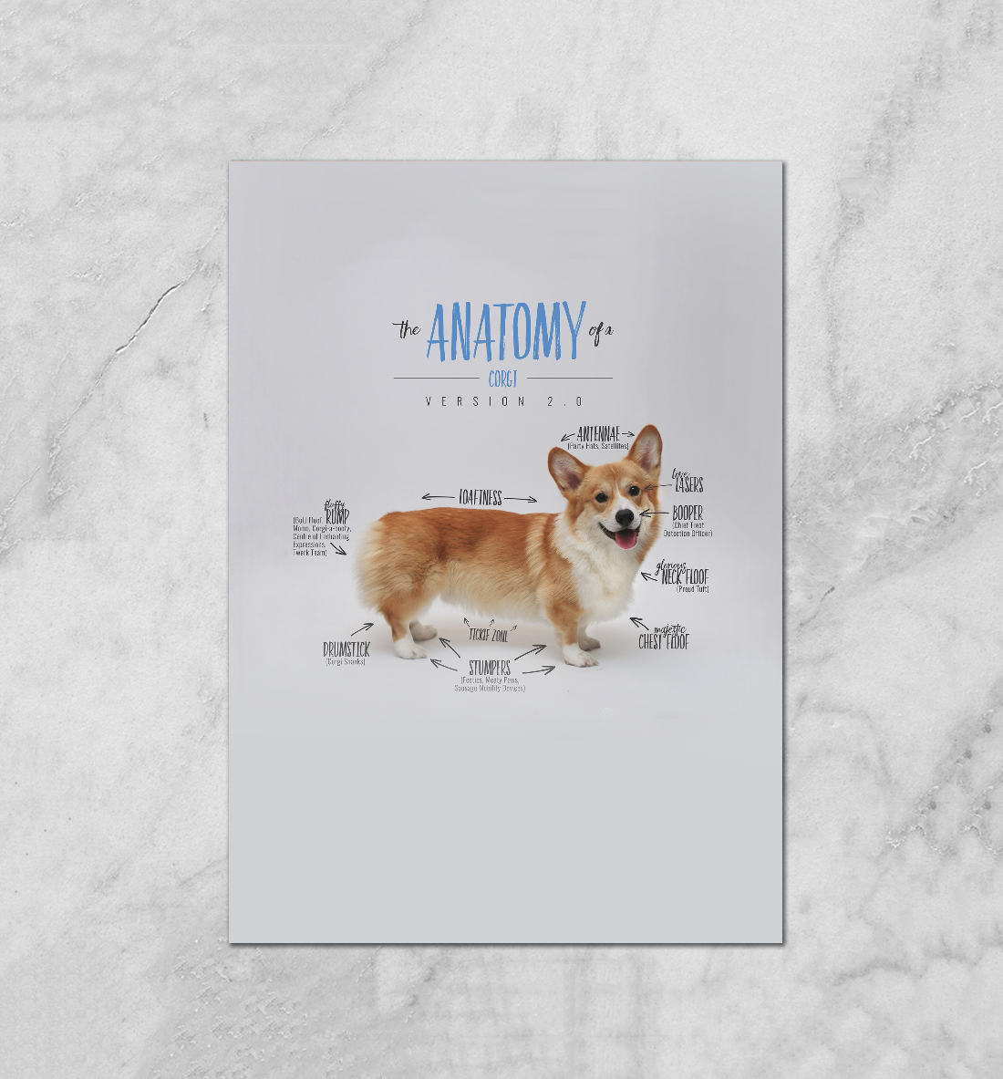 

Welsh Corgi