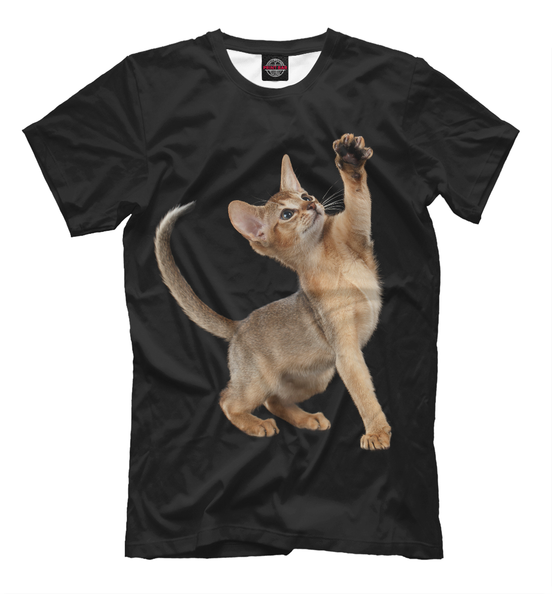 

Абиссинская котёнок