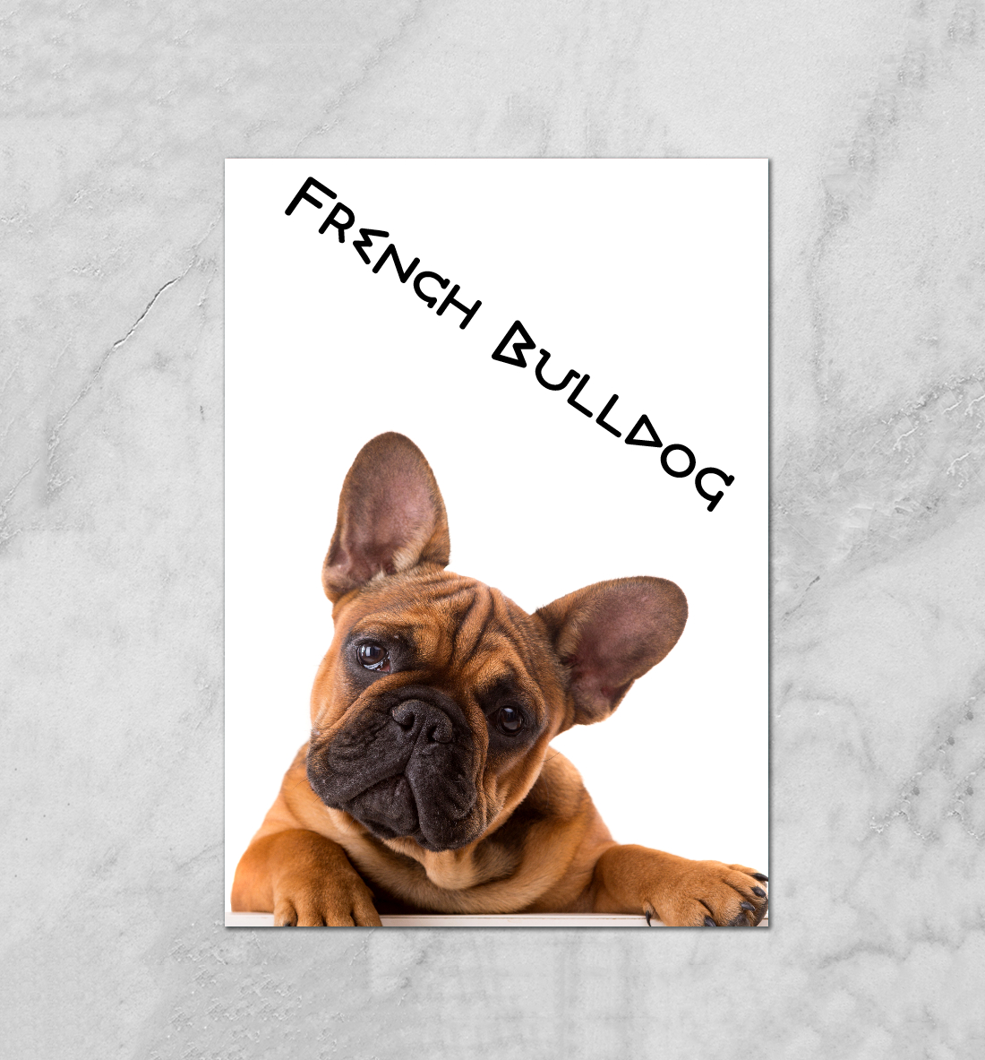 

French Bulldog