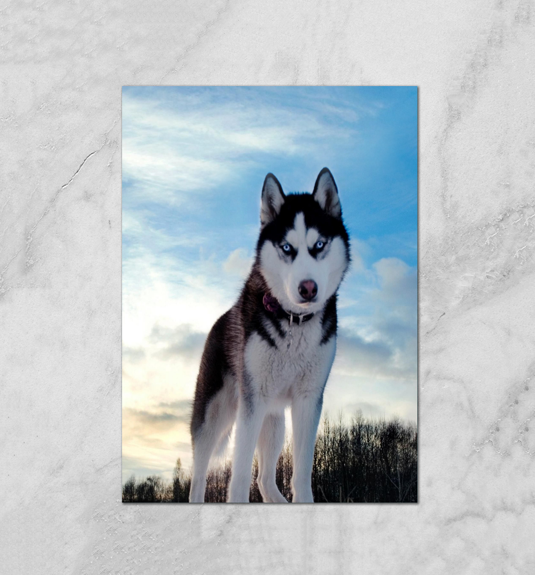 

Хаски в лесу