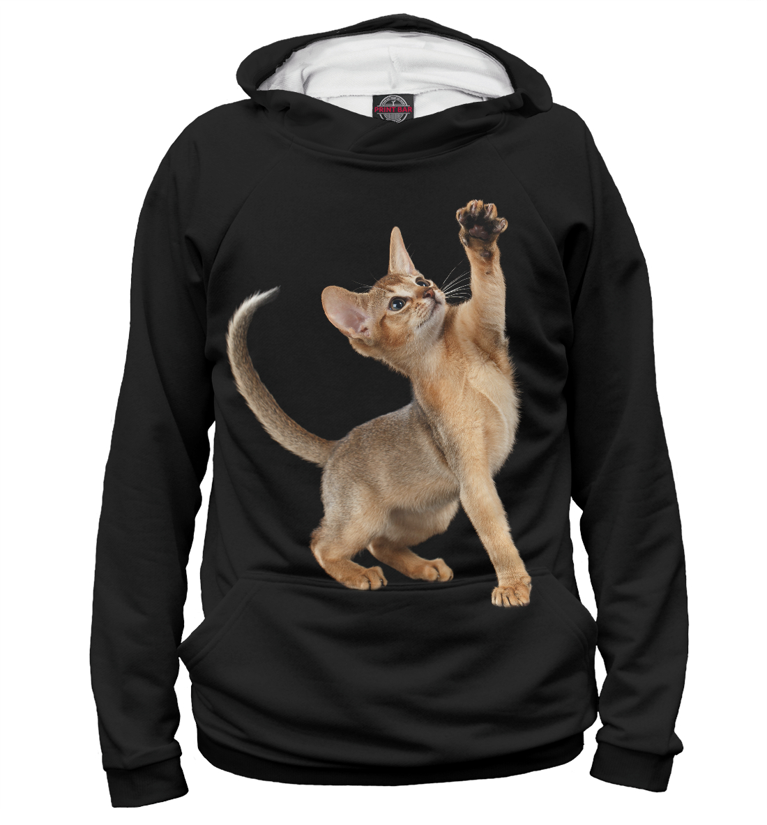 

Абиссинская котёнок