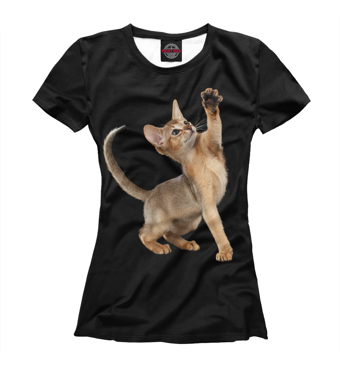 

Абиссинская котёнок