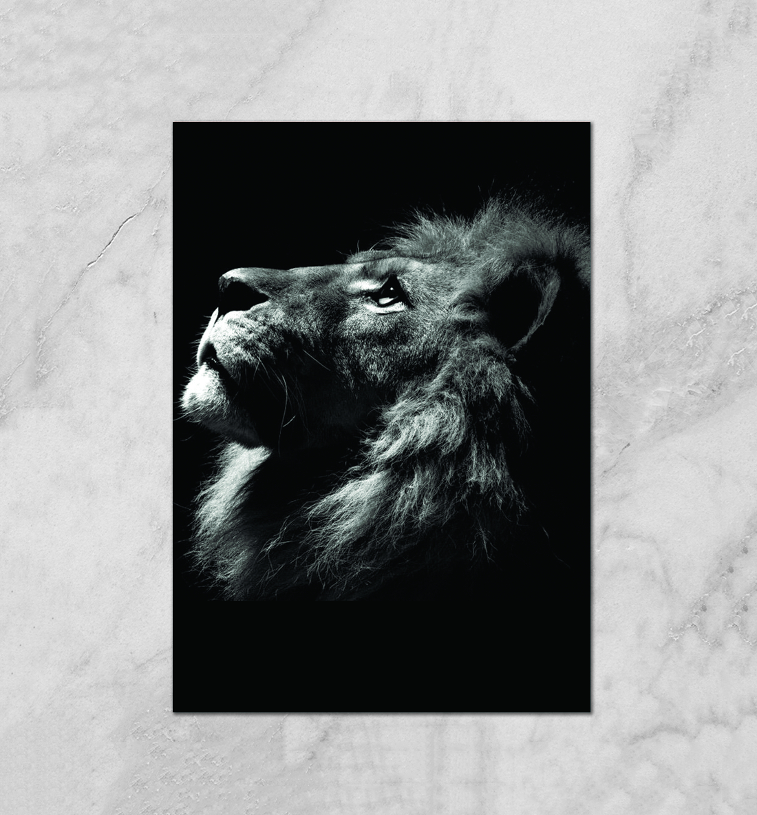 

Lion