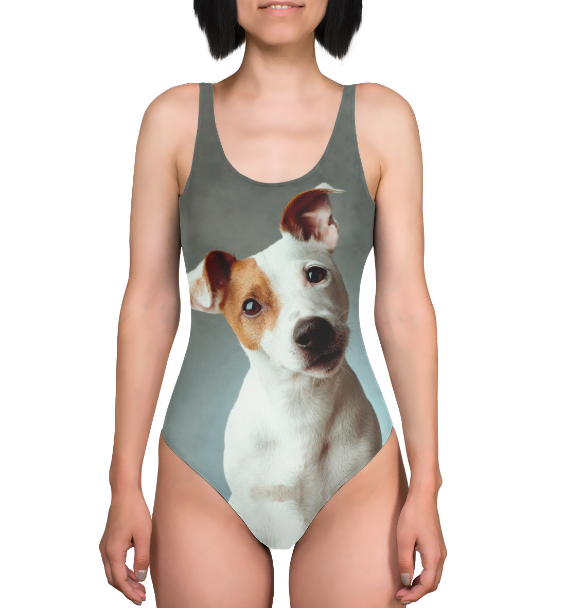 

Jack Russell Terrier
