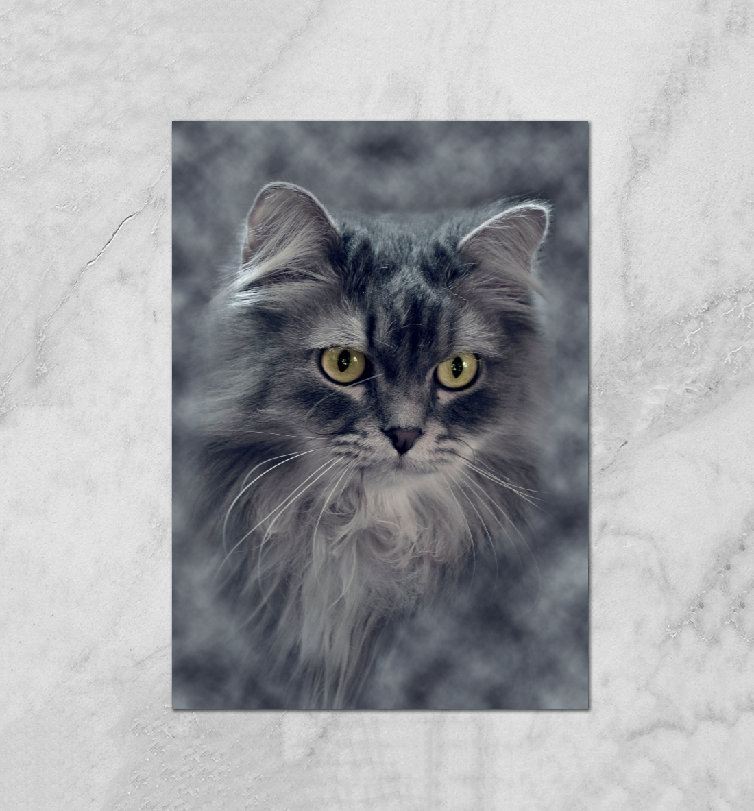 

Котик