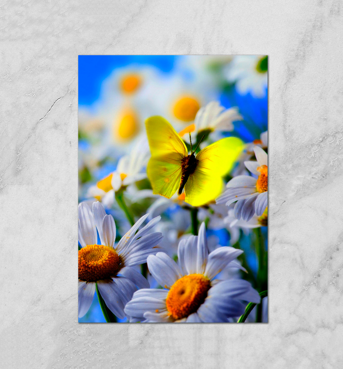 

Цветы и бабочка