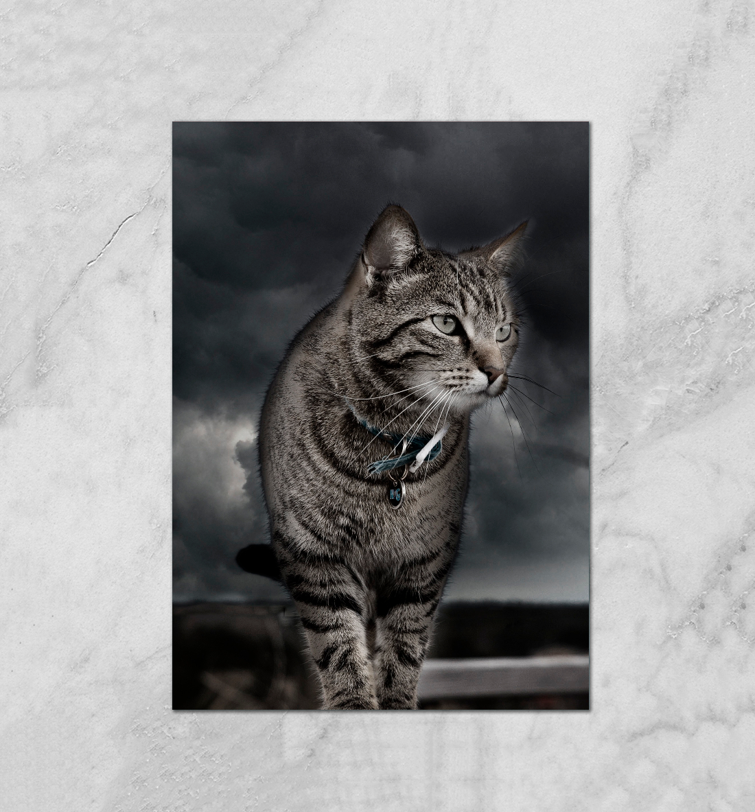 

Кот
