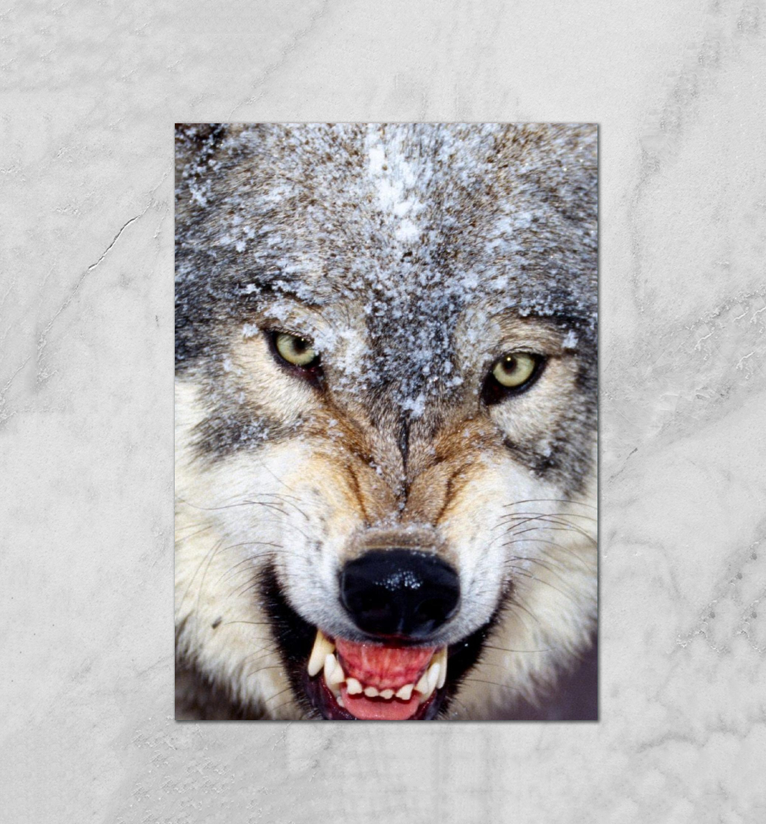 Постер с волком. Постер волки. Плакат с волком. Постеры Волков.
