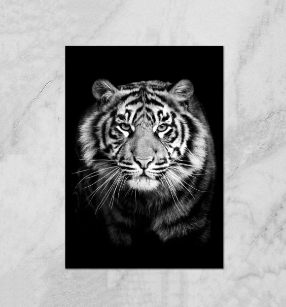 Плакат с изображением Тигр цвета Белый