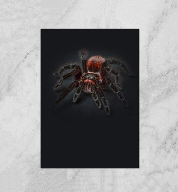 Плакат с притом Паук цвета Белый Плакат с изображением Паук цвета Белый
