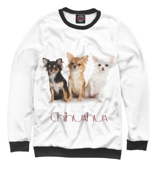 Сhihuahua dog