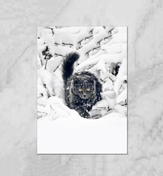 Кот в Снегу