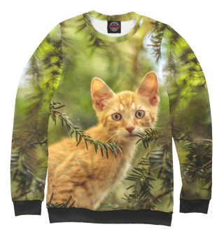 Red cat