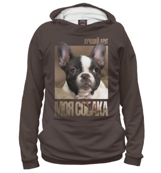 Бостонский терьер