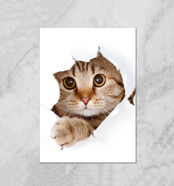 Плакат с притом Котёнок цвета Белый Плакат с изображением Котёнок цвета Белый