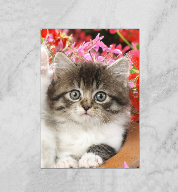 Плакат с притом Котенок цвета Белый Плакат с изображением Котенок цвета Белый