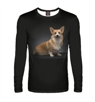 Corgi dog