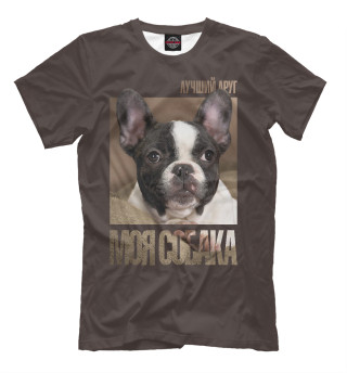 Бостонский терьер