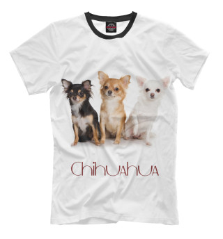 Сhihuahua dog