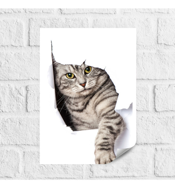 Плакат с притом Котики цвета  Плакат с изображением Котики цвета
