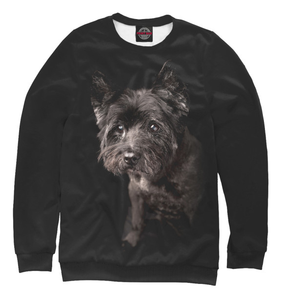 Свитшот для мальчиков с изображением Керн терьер цвета Белый