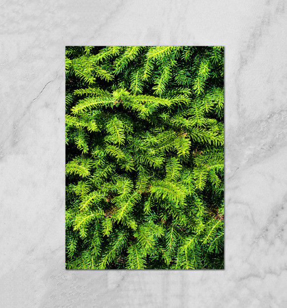 Плакат с изображением Ёлка цвета Белый