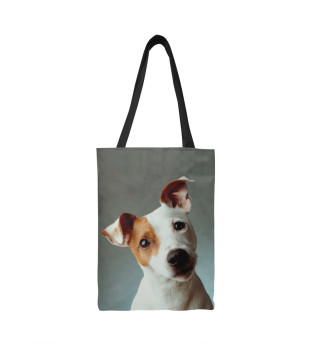  Jack Russell Terrier