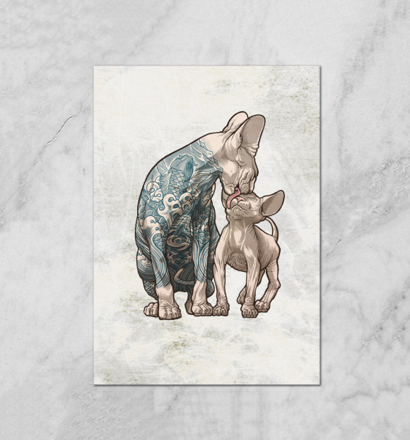 Плакат с изображением Коты цвета Белый