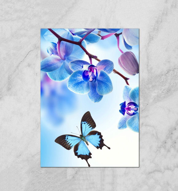 Плакат с изображением Цветы и бабочка цвета Белый