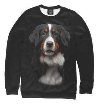 Бернский зенненхунд