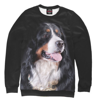 Бернский зенненхунд