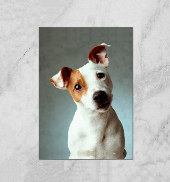 Плакат с притом Jack Russell Terrier цвета Белый Плакат с изображением Jack Russell Terrier цвета Белый
