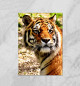 Плакат Tiger