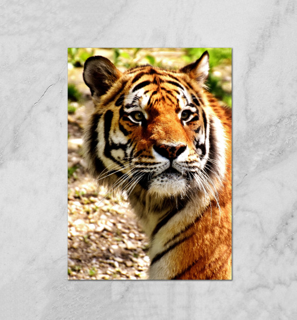 Плакат с изображением Tiger цвета Белый