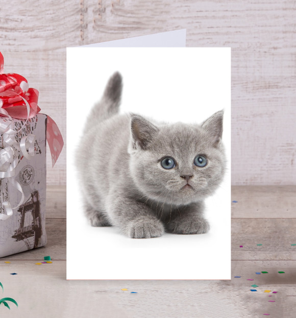 Открытка с притом Котик цвета Белый Открытка с изображением Котик цвета Белый