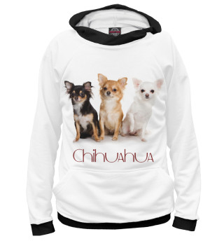 Сhihuahua dog