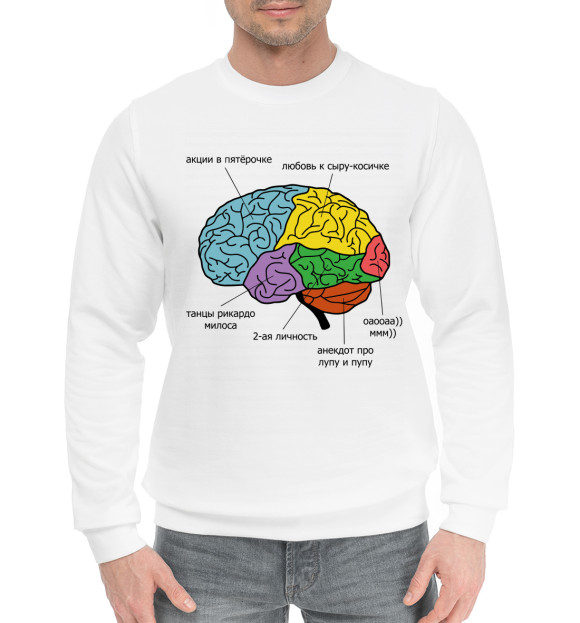Мужской хлопковый свитшот с изображением Строение мозга цвета Белый