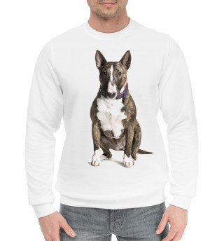 Мужской хлопковый свитшот Bull terrier