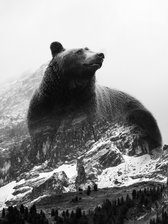 Мужской свитшот с изображением Медведь цвета Белый
